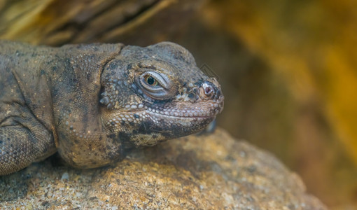 鬣蜥蜴属恰克瓦拉面部紧闭热带蜥蜴墨西哥的高清图片