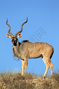 南非长角羚有角的荒野大雄捻角羚Tragelaphusstrepsiceros反对蓝天喀拉哈里沙漠南非天空背景
