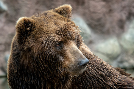 脸白令属棕熊前视线堪察卡熊乌尔萨斯Arctosberingianus的肖像森林图片
