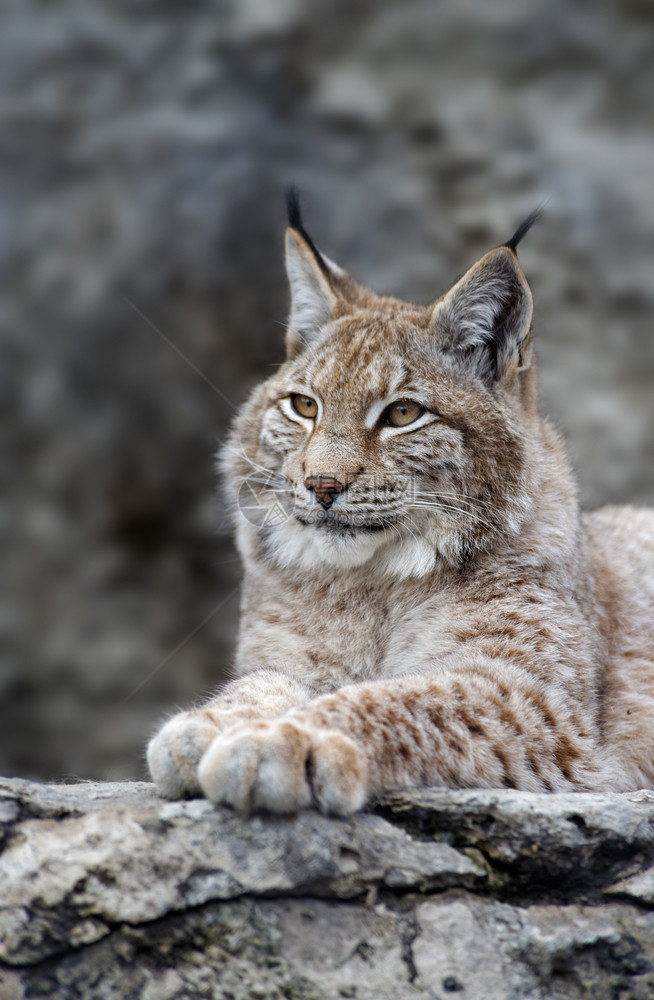 户外猫棕色的年轻Lynx肖像动物年轻的Lynx装扮图片