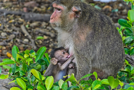 父母猕猴桃乳喂养婴儿猴子毛叶图片