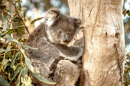 昆士兰澳大利亚树上的考拉内陆野生动物图片