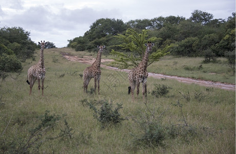 非洲草原长颈鹿图片