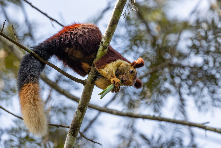 动物亚洲人一只印度巨松鼠RatufaIndica躺在印度Wayanad森林的树枝上衬套图片