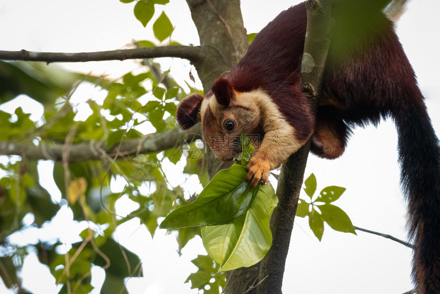 瓦亚纳德马拉巴尔棕色的一只印度巨松鼠RatufaIndica躺在印度Wayanad森林的树枝上图片
