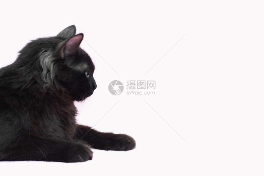 尾巴满的国内美丽长毛黑猫肖像在粉红背景上被孤立猫用黄色眼睛全长的宠物美丽短毛黑猫肖像在粉红背景上被隔离图片