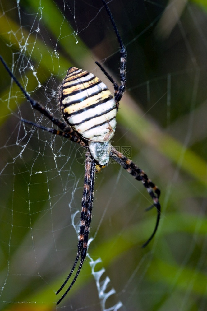 蜘蛛恐惧症大量一只蜘蛛阿吉波比伦尼奇体积庞大且具有威胁方面蜘蛛阿吉普布伦尼奇危险图片