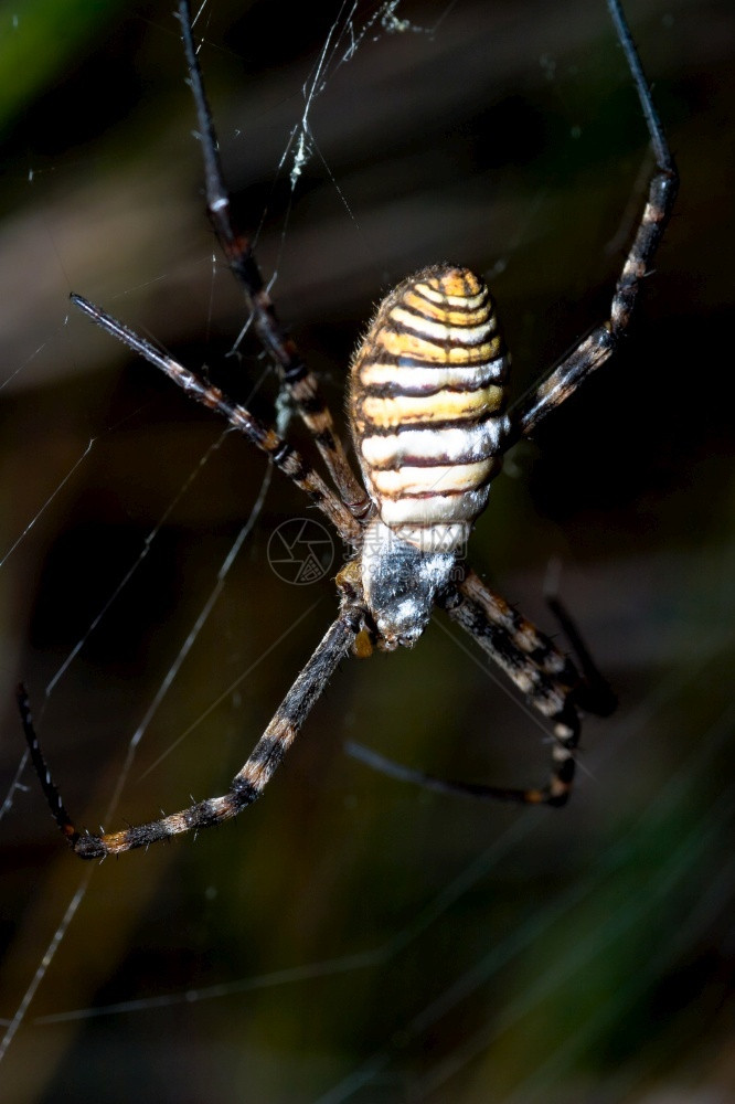 一只蜘蛛阿吉波比伦尼奇体积庞大且具有威胁方面蜘蛛阿吉普布伦尼奇肉食动物危险生活图片