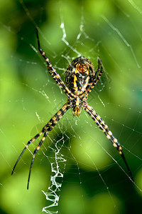 一只蜘蛛高清一只蜘蛛阿吉波比伦尼奇体积庞大且具有威胁方面蜘蛛阿吉普布伦尼奇生活恐惧阿莱利背景