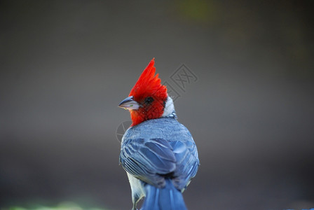 鸟舍夏威夷红金冠旗首饰鸟顶高的王冠喙红衣主教鸟图片