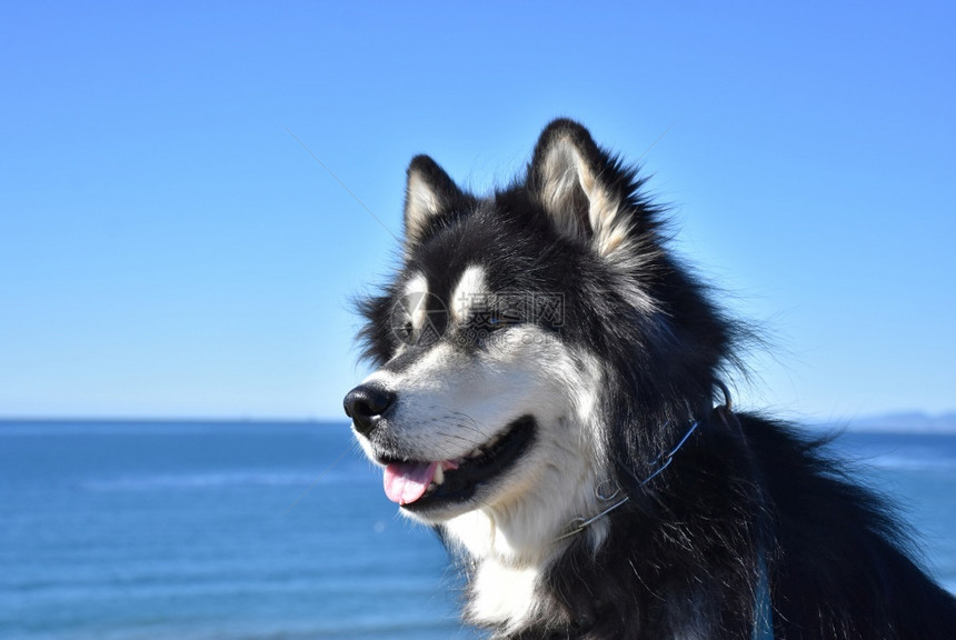 肖像阿拉斯加杂交种美丽的黑白海边哈斯基狗图片