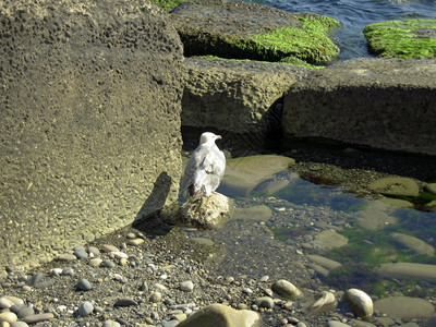 云水色支撑单独的海鸥在岸夏季日图片