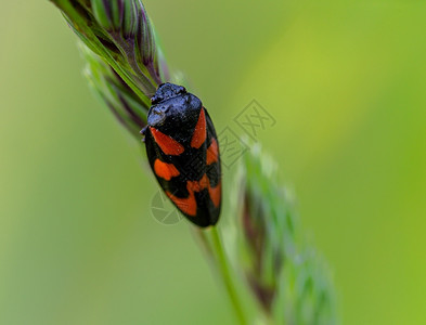 环境Cicada坐在一刀草上巨型血晶尾巴地位黑色的高清图片