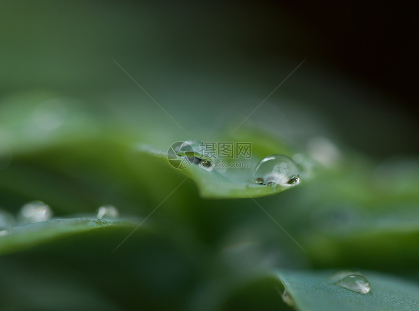 水明亮的湿晨光露落草地时图片