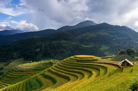 播谷稻土地巴厘岛越南YenBaiMuCangChai梯田上的稻越南西北部MuChai的稻田准备收割燕白背景