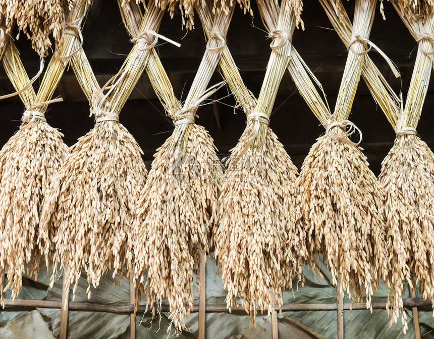 营养叶子小麦斯派克大米挂在农庄上图片