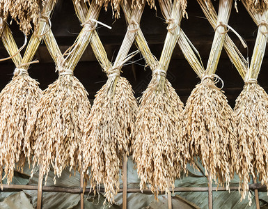 营养叶子小麦斯派克大米挂在农庄上图片