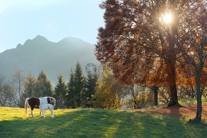 秋季阳光草地上的小马图片