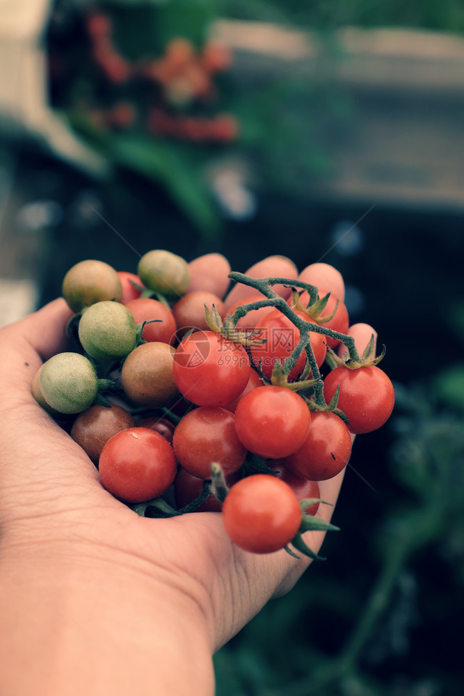 成熟外部收割野樱桃番茄的女在花园里种植手握着红熟番茄的近镜头在越南大拉特DaLat自然界绿色模糊背景上新鲜果实收成图片