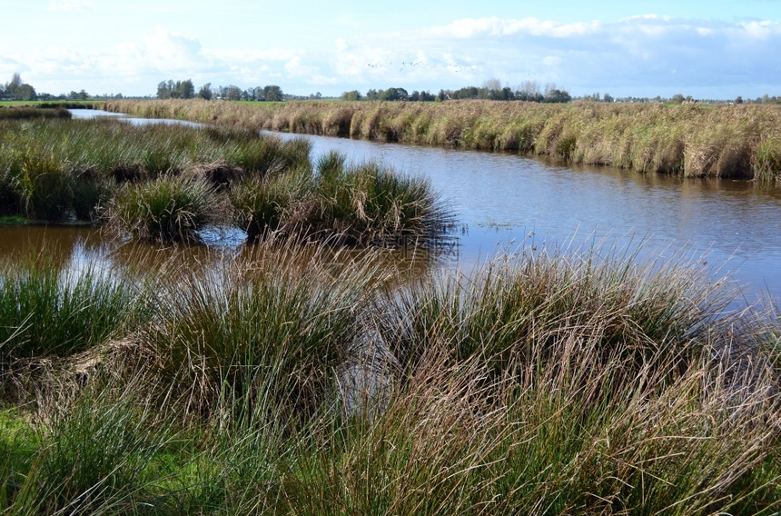 靠近荷兰北部村庄附近NieuwkoopsePlassenA自然遗迹附近的湿地自然保留区GreenJonker甘蔗预订图片