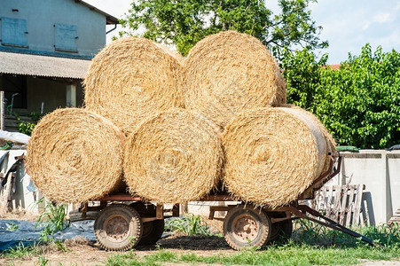 喂养农业用车厢装有堆叠的稻草篮子等待运输拉图片