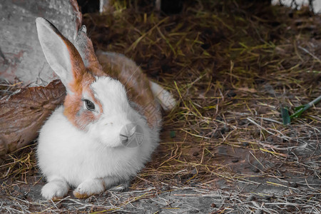 窝里趴着的兔子图片