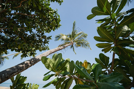 热带海边棕榈树图片