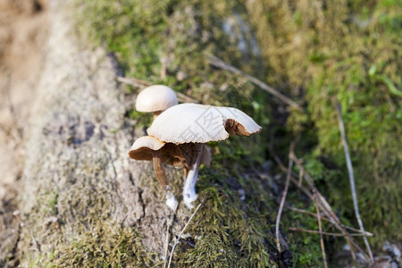 在树干上生长的蘑菇寄虫在秋天的蘑菇寄生虫中关闭森林细菌一种毒图片