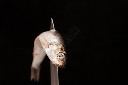 被刀刃扭曲的小鱼死突出河海图片