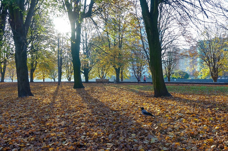 秋天在公园里散步秋天的风景在公园里秋天的风景在公园里散步浪漫的黄色爱图片
