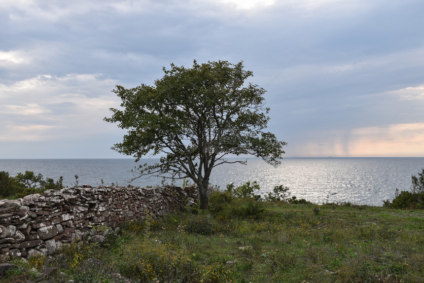 一种在瑞典的奥兰岛有一棵平实的树和块旧石墙的沿海景观灰户外图片