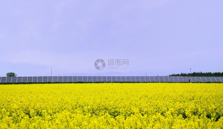 油菜花田地风光图片