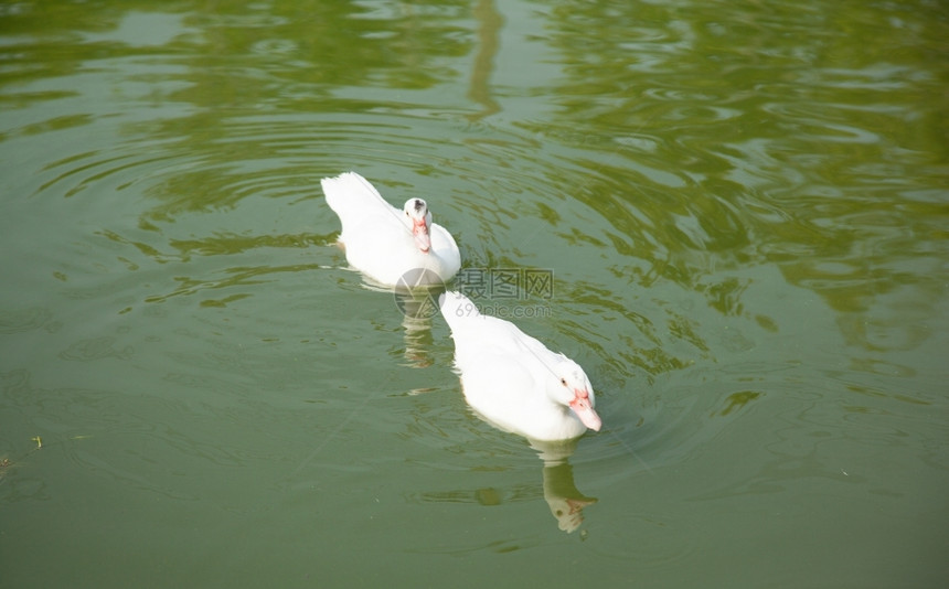 水池里的鸭子图片