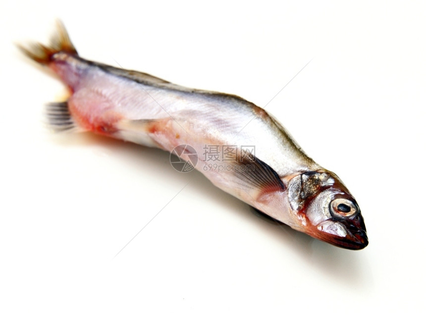 Capelin鱼在白色背景上被孤立嘴荒野居住图片