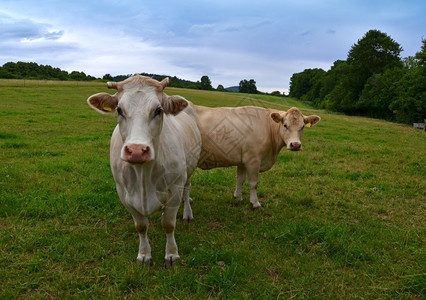 奶牛白色的范围夏天在牧草上吃牛图片