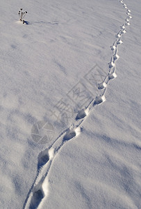 野生动物质地踪迹雪中动物足阳光明媚的冬日图片