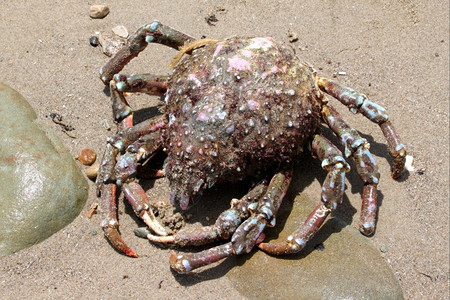 野生动物一种沙滩上的大螃蟹看起来像蜘蛛荒野图片