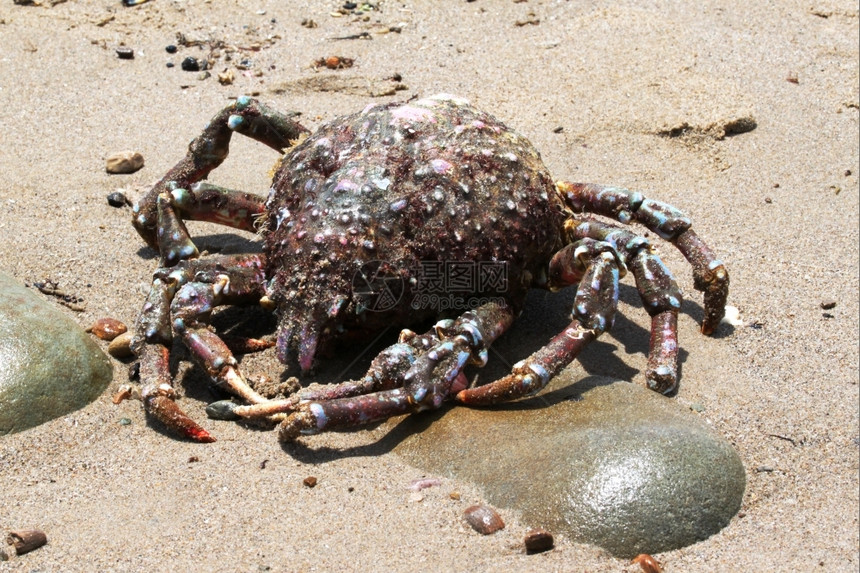 荒野沙滩上的大螃蟹看起来像蜘蛛钳太平洋图片