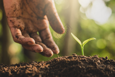 散景种植男人的手在土壤里种树苗环境图片