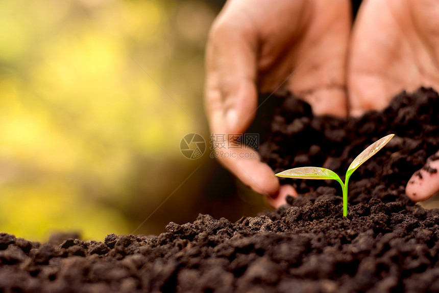 男人的手在土壤里种树苗子叶散景图片