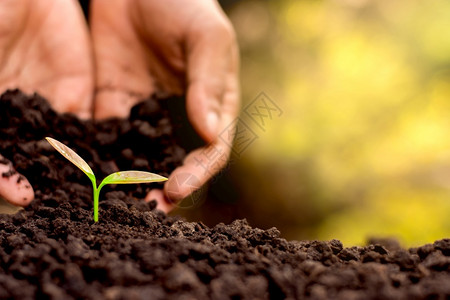 男士人的手在土壤里种树苗春天新的图片