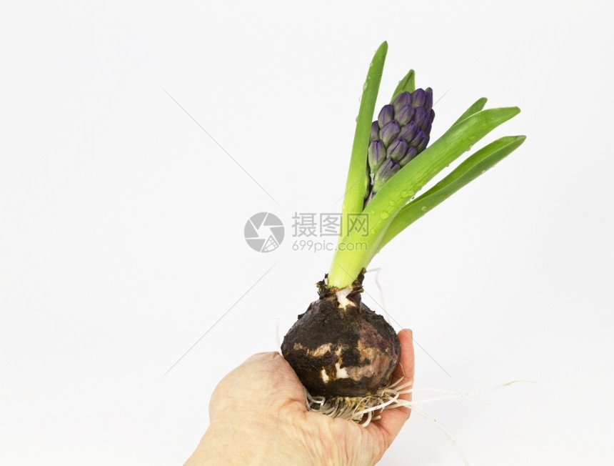 自然花园Hyacinth灯泡与白色背景手握在一起用于复制空间图片