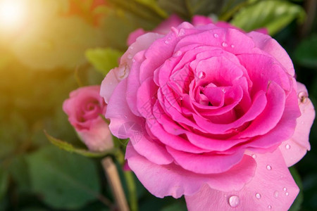 浪漫有雨滴的玫瑰花瓣晨光爱水图片