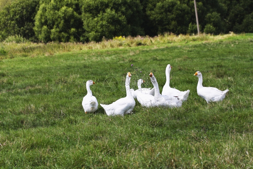 宠物自然动一群鹅在盛开的夏季草地上放牧图片
