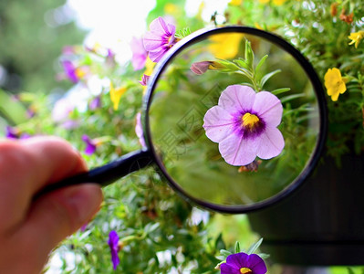 玻璃树叶天放大镜下紫百万铃的花朵景象图片