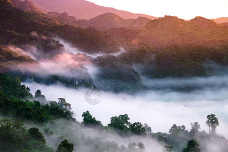薄雾自然户外泰国PhayooPhuLangka观点清晨的雾山图片