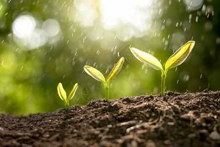 春天树苗从土壤中长出新的未来图片