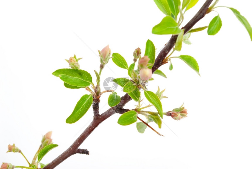 太阳花园树枝苹果有白上隔离的春芽枝条图片