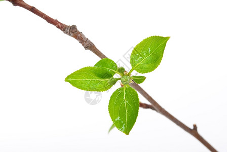 植被春天树枝苹果有白上隔离的春芽环境图片