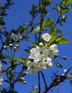 树叶白樱桃花蓝春夜的天底花朵叶子的图片